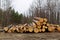 Pile of folded logs of trees lie on the ground in the forest.