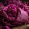 A pile of frayed magenta burlap the roughness of the material creating a rustic feel. Trendy color of 2023 Viva Magenta