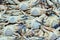 Pile of fresh Blue Callinectes sapidus crabs on fish seafood market as background.