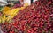 Pile of fresh cherries on the counter.