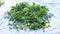 Pile of Fresh Green Mint Leaves on a White Background Outdoors