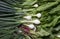 Pile of fresh green onions,  dill, sorrel, beet tops. Background of green herbs. Top view