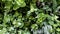 Pile of fresh herbal tea leaves in the Medina of Marrakesh Marrakech, Morocco.