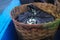 A pile of fresh Indian mackerel (Rastrelliger kanagurta, Banjar fish, or Kembung fish) on bamboo baskets