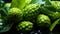 pile of fresh Noni fruits texture with water spots shot from a top view healty food and active lifestyle background wallpaper