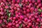 A pile of fresh radishes at a farmers market in Union Square New York City.