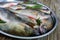 A pile of fresh raw fish on a tray. Close-up. Carp.