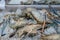 Pile of fresh raw giant freshwater prawn