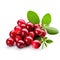 A pile of fresh raw organic ripe red cranberries and green leaves with white background Generative AI Illustration