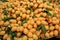 Pile of Fresh Ripe Marian Plum Fruits or Mayongchid in Thai Language Selling in the Market