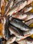 pile of fresh rohu fish arranged in row for sale in indian fish market