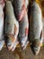 pile of fresh rohu fish arranged in row for sale in indian fish market