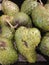 pile of fresh soursop fruit in supermarket