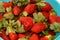 Pile of fresh strawberries fruit, the garden strawberry is a widely grown hybrid species of the genus Fragaria ananassa with its