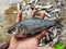 pile of freshly catched rohu fish labeo rohita fish with ice in indian fish market for sale