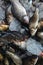 pile of freshly catched rohu fish labeo rohita fish with ice in indian fish market for sale