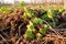 pile of freshly cut organic vines after pruning