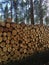 Pile of freshly cut timber logs in forest - logging, forestry