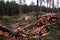 Pile of freshly cut timber pine logs. Estonian nature, Northern Europe.