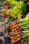 A pile of freshly picked carrots lies on the field on a sunny day. Harvested organic vegetables. Farming and agriculture. Seasonal