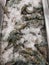 Pile of freshwater tiger prawn on ice