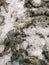 Pile of freshwater tiger prawn on ice