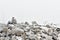 A pile of frosted stones on top of the Snieznik mountain on a hiking mountain trail, winter landscape on a foggy day