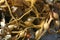 A pile of giant kelp Macrocystis pyrifera on the beach, Catalina Island in the Pacific Ocean