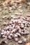 A pile of ginkgo fruits falling on the ground