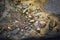 A pile of Gold nugget grains, on big river stone. Golden texture