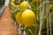 A pile of golden melon fruit