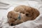 A pile of golden retriever puppies