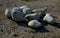 Pile of gray stones in the meadow. workers are catching stones to use on a rock garden in the park. quarry unworked irregular piec