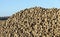 Pile of of the harvest of sugar beet close up