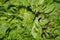 Pile of harvested lettuce in a basket. Closeup of lettuce. Fresh organic green batavia lettuce background.