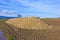 Pile of harvested sugar beets