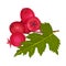 Pile of Hawthorn Berries Rested Near Veined Green Leaf Vector Illustration