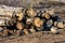 Pile or heap of cut tree trunks on the ground or soil in the sunny spring or autumn weather in unauthorized timber cutting
