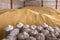 Pile of heaps of wheat grains and sacks at mill storage or elevator