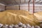 Pile of heaps of wheat grains and sacks at mill storage or elevator