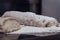 Pile of Homemade Bread Dough on a Table with a lot of Flour Around it