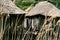 Pile-houses of Benin
