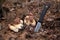 Pile of Imleria badia or Boletus badius commonly known as the bay bolete growing in pine tree forest