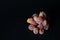 A pile of kumquat coated with sugar isolated on black background