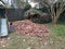 pile of leaves and compost pile in yard and dog