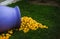 Pile of lemons spilling from a purple vase, decoration in Menton, the city of Lemons, France