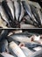 A pile of lightly salted headless mackerel.