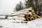 Pile of logs covered by snow during foggy winter day