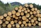 Pile of logs cut by lumberjack in the Woods