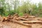 Pile of logs. Forest industry and construction raw material.